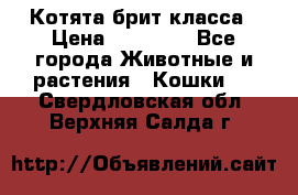 Котята брит класса › Цена ­ 20 000 - Все города Животные и растения » Кошки   . Свердловская обл.,Верхняя Салда г.